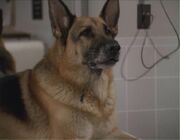 German shepherd
