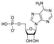 729px-AMP chemical structure