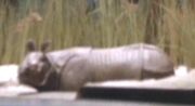 White rhinoceros