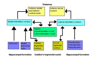 Mammillary-bodies-schematics