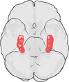 Hippocampus