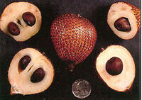 Salak