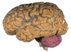 Cerebellum NIH