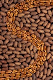 Pecan