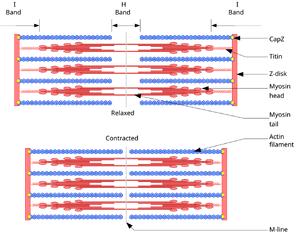 SlidingMyofibril