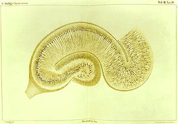 Golgi Hippocampus