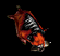 Felboar2