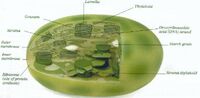 Chloroplast