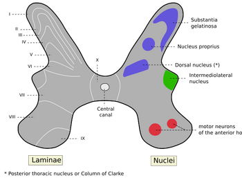 Medulla spinalis - Substantia grisea - English