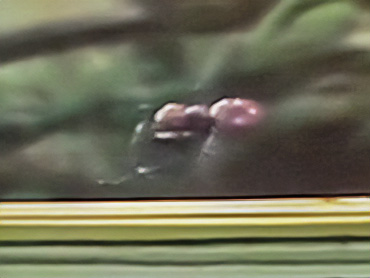 Character.ant