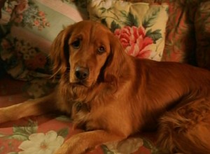 Digbycouch