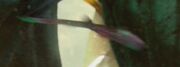Gummy felucian bird