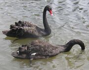 Black.swans.slimb.750pix