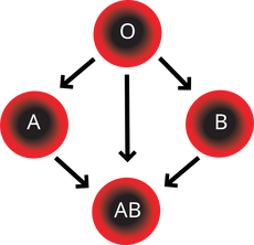 Blood Compatibility