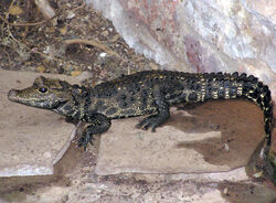 Bristol.zoo.westafrican.dwarf.croc.arp