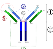 Immunoglobulin basic unit
