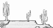 Cacti