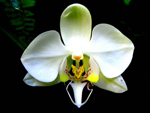 Phalaenopsis Amabilis Orchids Wiki