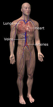 3DScience cardiovascular system