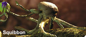 Squibbon