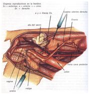 Educación Reproducción (órganos femeninos).jpg
