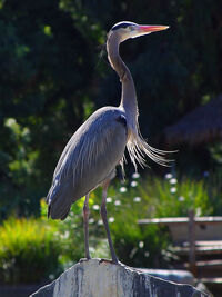 Greyheron