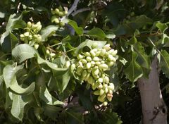 Pistachio