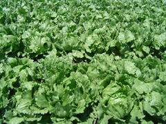 Lettuce1