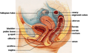 Female anatomy