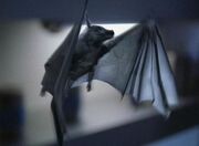 Pyrithianische Fledermaus