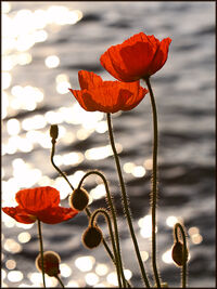 Poppies lake geneva-1237