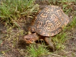 TurtleSong