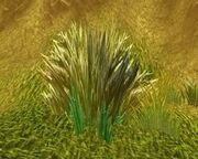 Telaari Frond