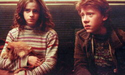 Hermione ron crookshanks