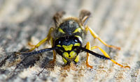 Wasp gathering wood