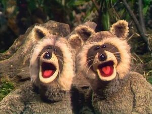TMSRaccoons