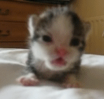 Cat-rawr