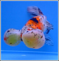 Bubble3.jpg