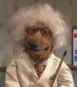 Dogcity-einstein