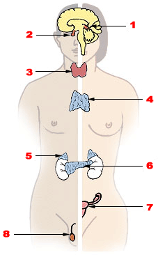 Illu endocrine system