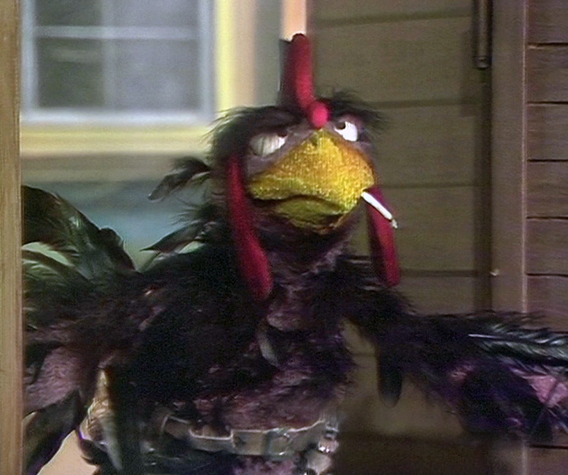 rooster muppet wiki roosters wikia various