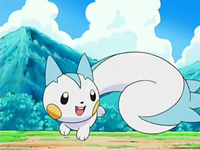 EP488 Pachirisu persiguiéndose la cola