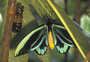Birdwing Butterfly