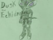 Dusk the echidna