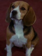 Porthos rot