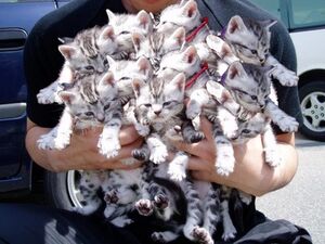 Caturday festival