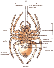 Spider Physiology