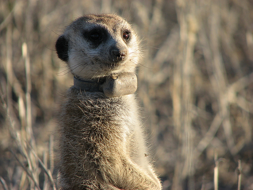 Meerkat, Adopt Me! Wiki