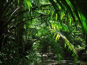Jungle1