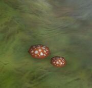 Poison mushroom
